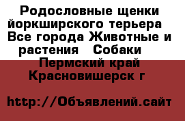 Родословные щенки йоркширского терьера - Все города Животные и растения » Собаки   . Пермский край,Красновишерск г.